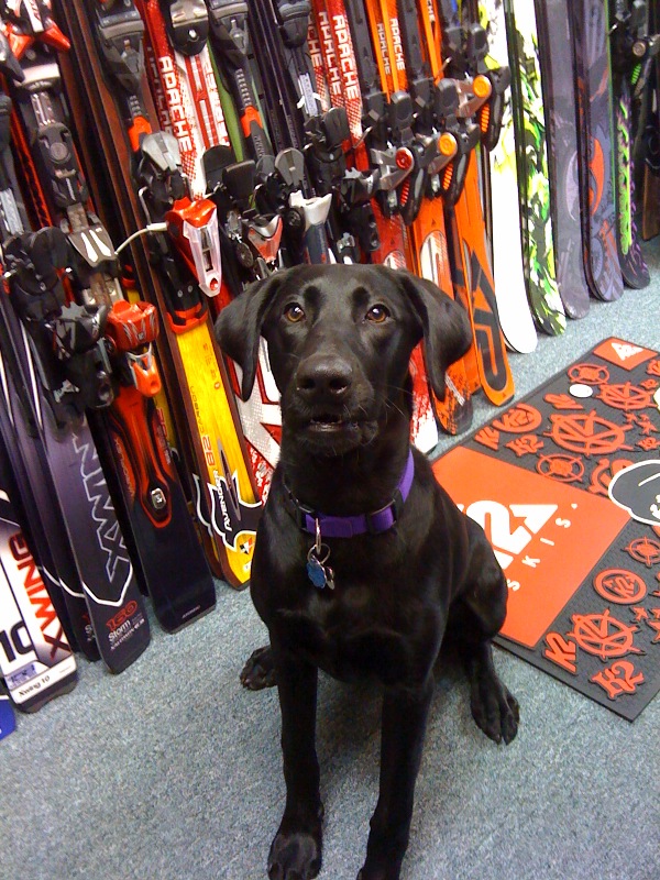Stop by to visit shop dog Aspen at Alpine Accessories. Aspen likes scratches and bisquits.